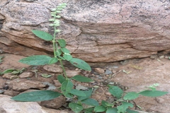 Pupalia lappacea